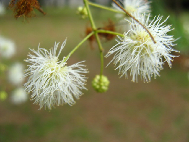 Maricá (Mimosa bimucronata) ceret Park, Sao Paulo. Brazilian native