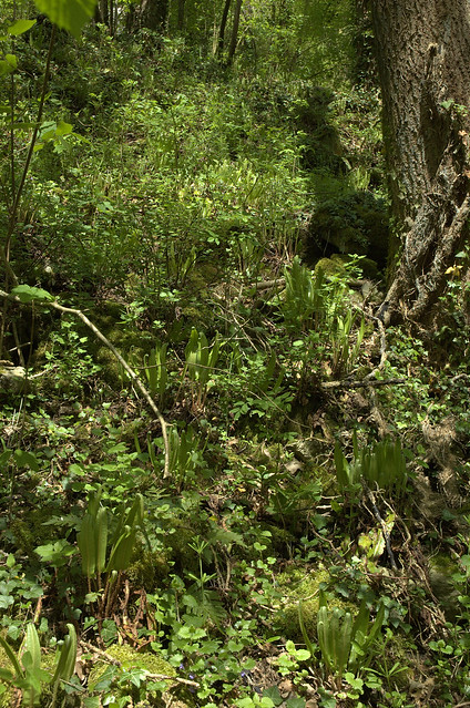 Asplenio scolopendrii-Aceretum (Tongvaren hellingbos)