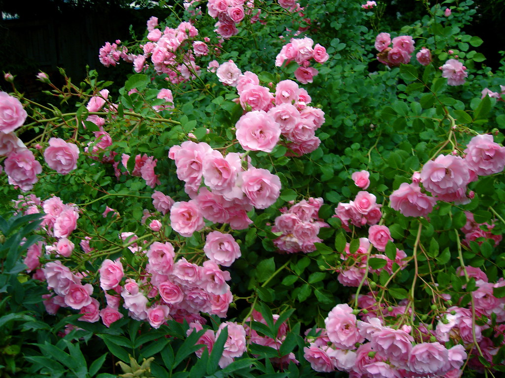 roses | Marilyn Bellamy | Flickr