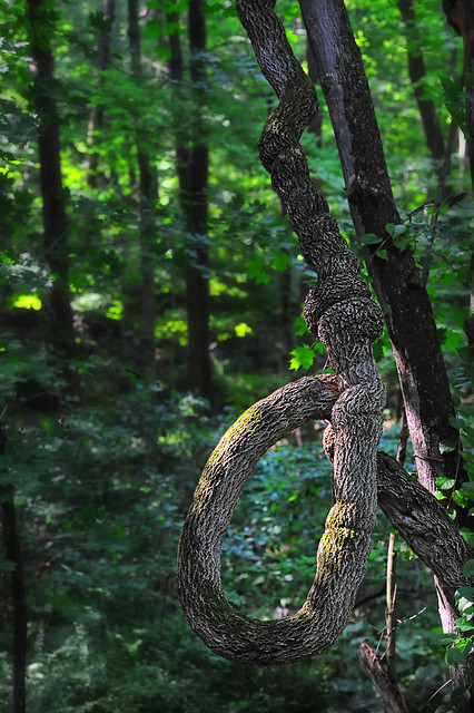 'Noose Branch' - Appalachian Trail - Kent CT Section