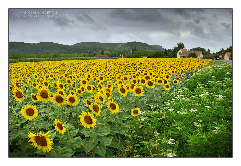 France, Sunflowers Missing the Sun at Beynac by Archetype Fotografie
