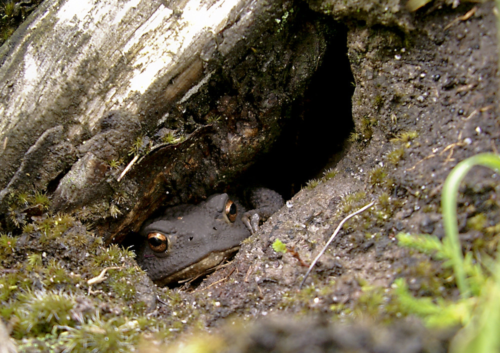 Toad in the Hole | A toad poking its head out from a crevice… | Flickr