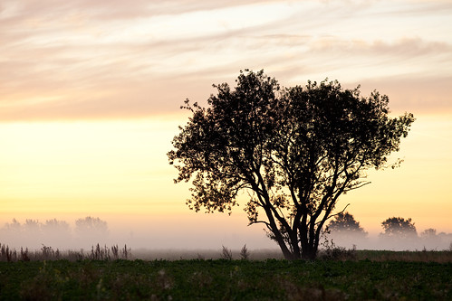 morning light sky tree nature fog sunrise landscape skåne haze day sweden schweden fav20 sverige helsingborg suéde svezia fav10 skanelan hasslunda hässlunda