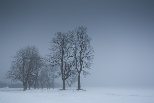 blue trees winter sky white mist nature fog wisconsin composition rural canon landscape midwest december grove branches horizon country rows 5d 24mm minimalism 2008 canonef1740mmf4lusm canoneos5d flickrexplore lorenzemlicka