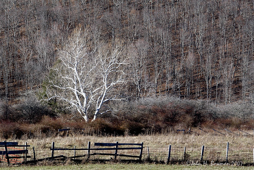 trees winter friends explore westvirginia bartow shadowandlight pocahontascounty kartpostal
