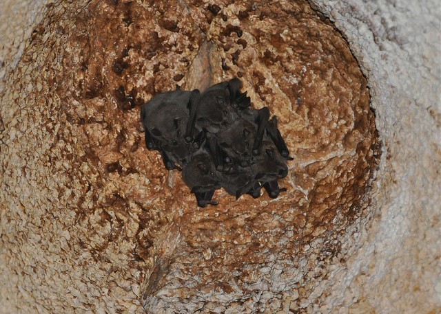 Artibeus jamaicensis - Jamaican Fruit bat - Fer de Lance commun ou Artibé de la Jamaïque - 12/02/09