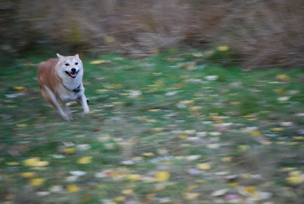 Happy Shiba running