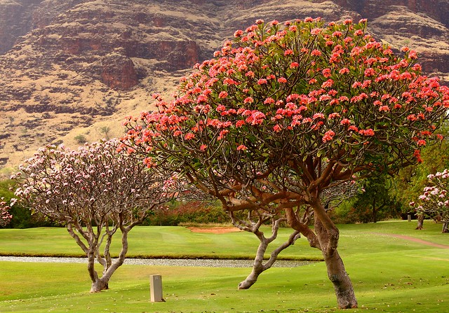 Oahu, Makaha Golf Resort