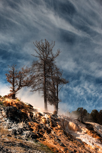 Trees in spring waters, Yellowstone Park, Wyoming by Eduardo Dias Gontijo