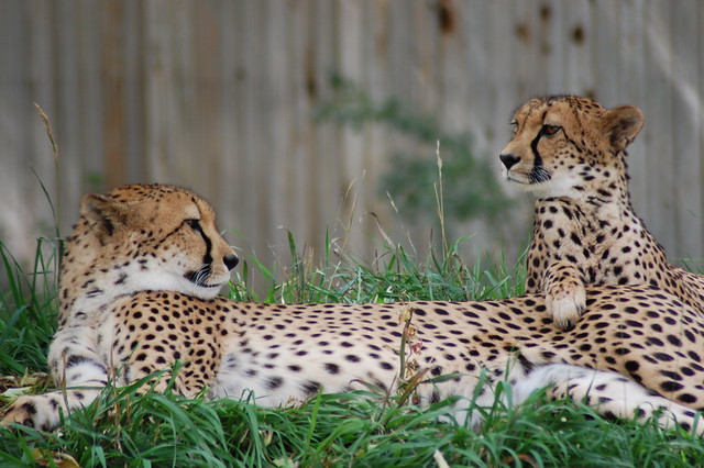 Chillin' Cheetahs