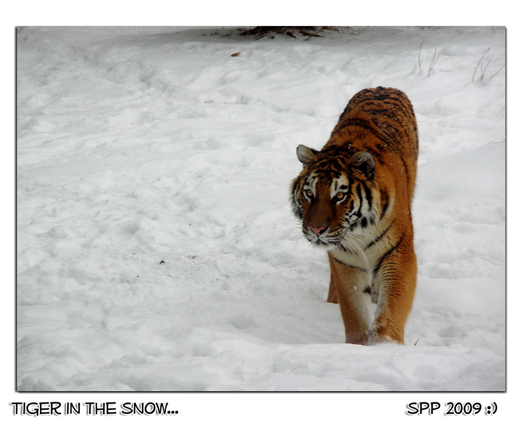 Amur Tiger  Columbus Zoo and Aquarium