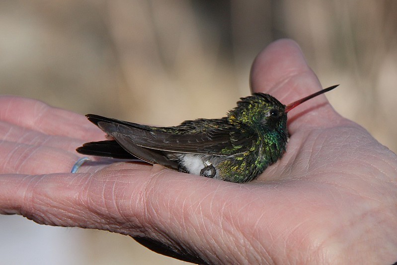 Banding Day in Madera Canyon | Flickr