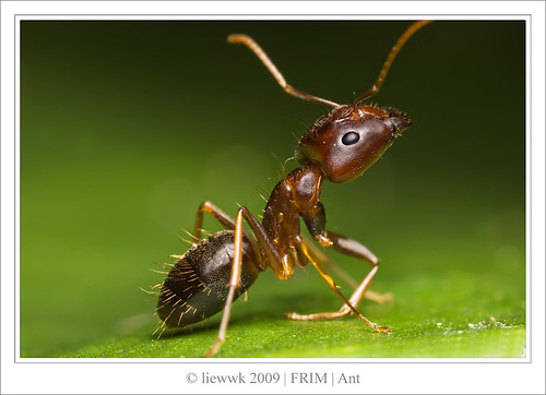 10.2 Ant .. Handicap ... by liewwk - www.liewwkphoto.com