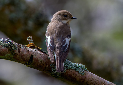 0BB_2622 Flycatcher! | by Jeff Lack Wildlife&Nature