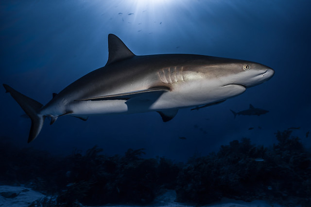 Shark - The Bahamas