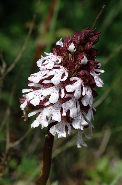 Orchis purpurea (Lady orchid / Purperorchis) 0891