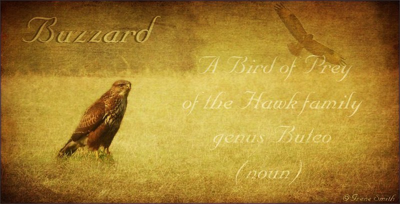 On Black: Buzzard . ( Dictionary of Image ) by Lensational [Large]