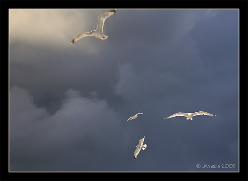 Gulls by JKmedia