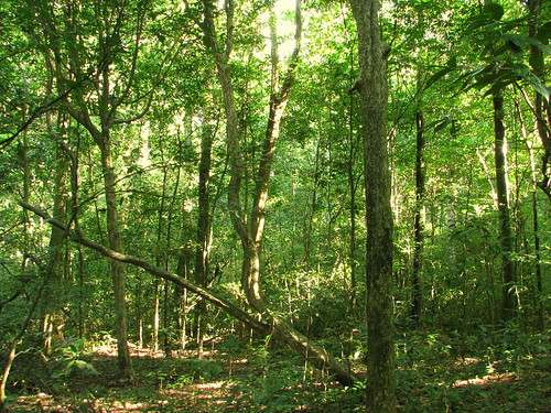 verano uganda 2008 bosques eastafrica áfrica flaga masindi canonps budongoforest bosquedebudongo budongoconservationfieldstation’s