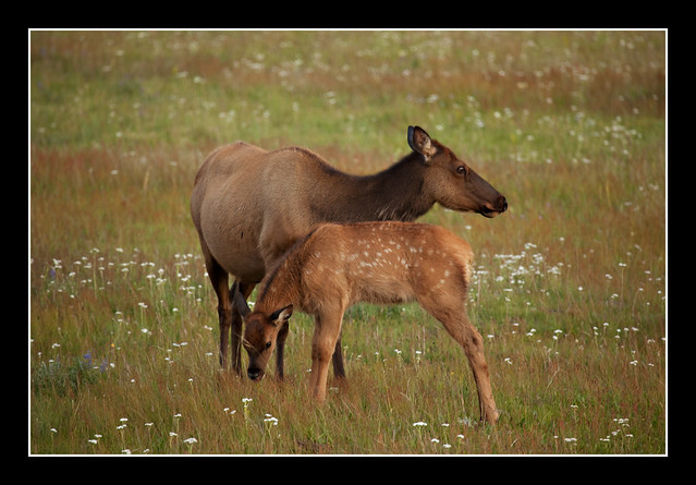 Elk Cow With Her Calf