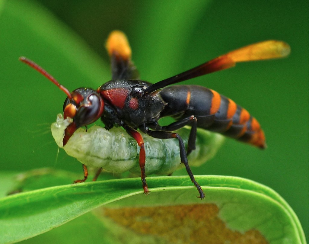 Umok Insect P1080179 | jameskkmok | Flickr