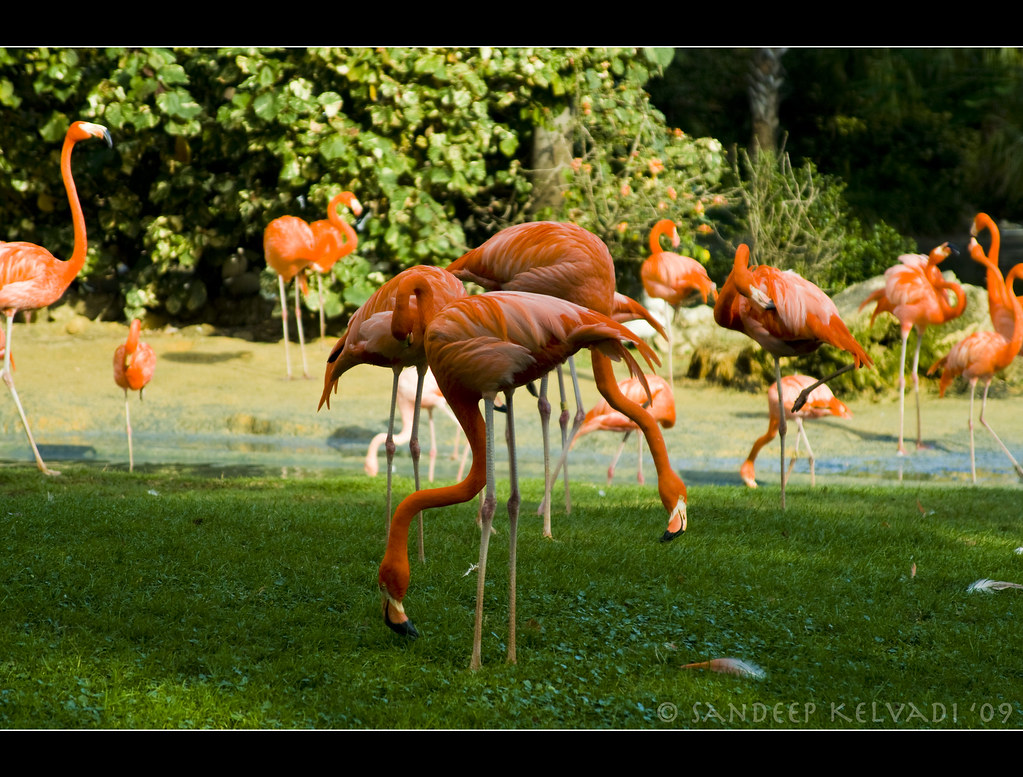Busch Gardens_Bird park - Flamingoes by 'SandFlash