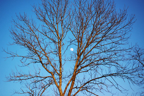 blue sky moon tree twilight branches 365 cmwd cmwdblue