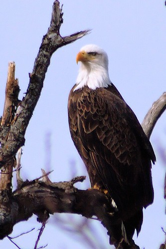 bird eagle kansas shawneemissionpark wildlifephotography