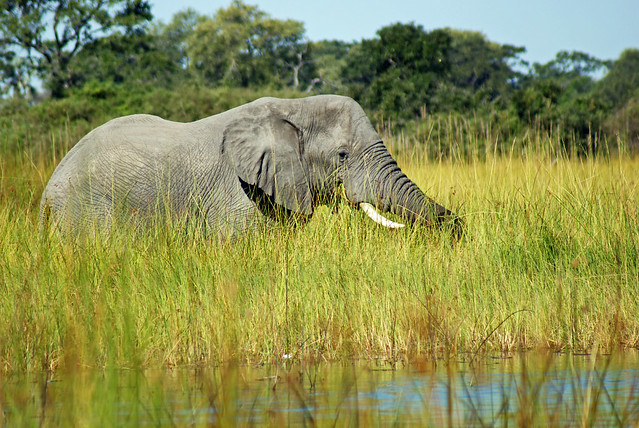 Okovango Delta - Elephant