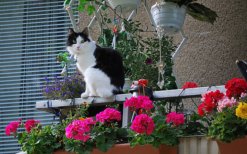 Balcony cat | this nice cat spotted me in Fruängen, south St… | Flickr