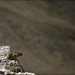 Flickr photo 'The American Pika Overseer' by: normalityrelief.