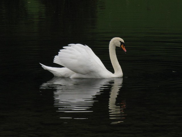 Rydal Water swan