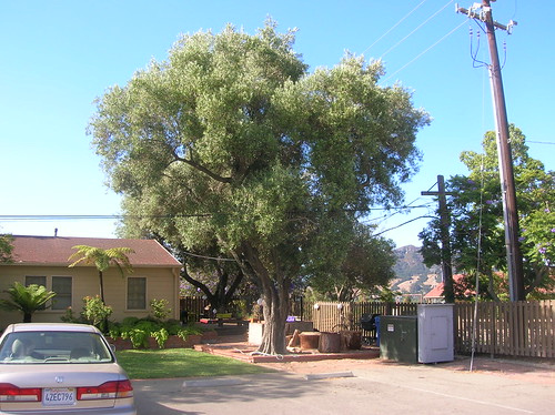 Cal Poly SLO Olive Trees Moved in 1968 | by CP68-73