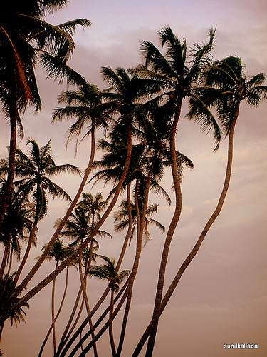 Coco'net' trees....... | by sunilkallada