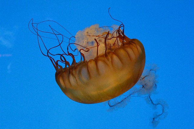 Wondeful nature: dancing Jellyfish