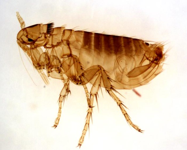 adult male Oropsylla Montana flea