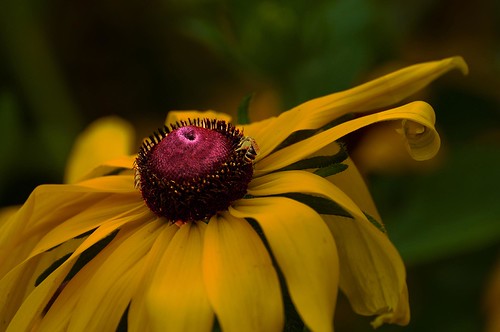 Burgundy button... by tbower