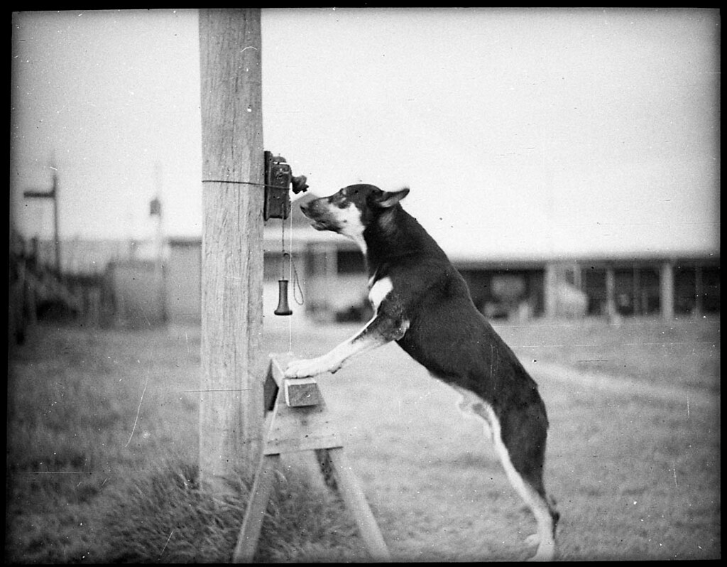 Police Dog, Tess, 29/1/35 / by Sam Hood