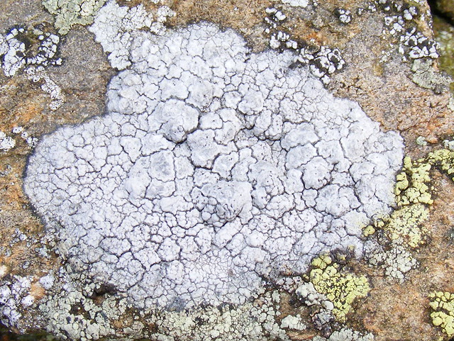 Cudbear lichen (Ochrolechia sp)