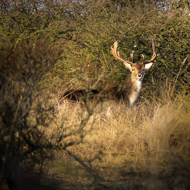 Deer hunting. . .  camera shooting ;-)