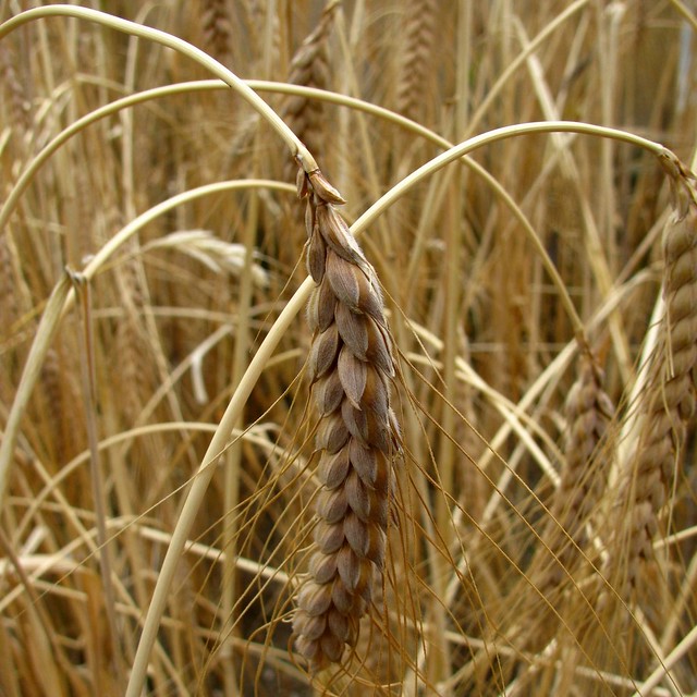 white emmer wheat
