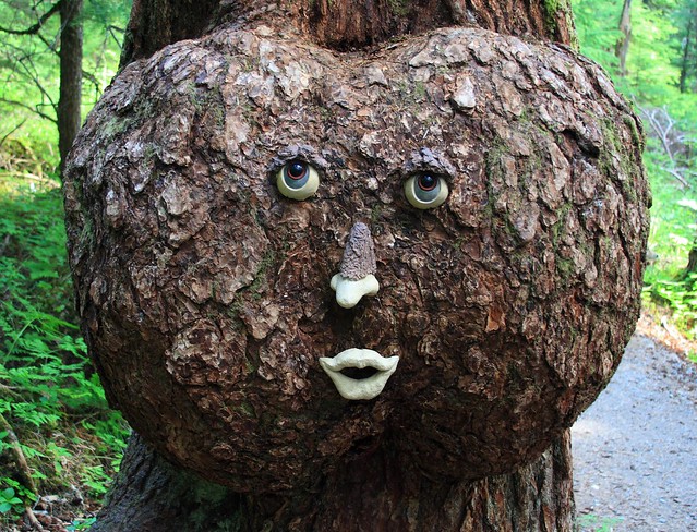 Clever face applied to a burl on a tree on the Winner Creek trail