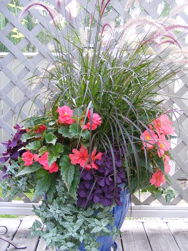Dreaming of Spring | by gardenin' mom