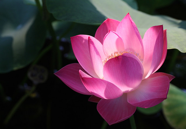Flower - Pink - lotus