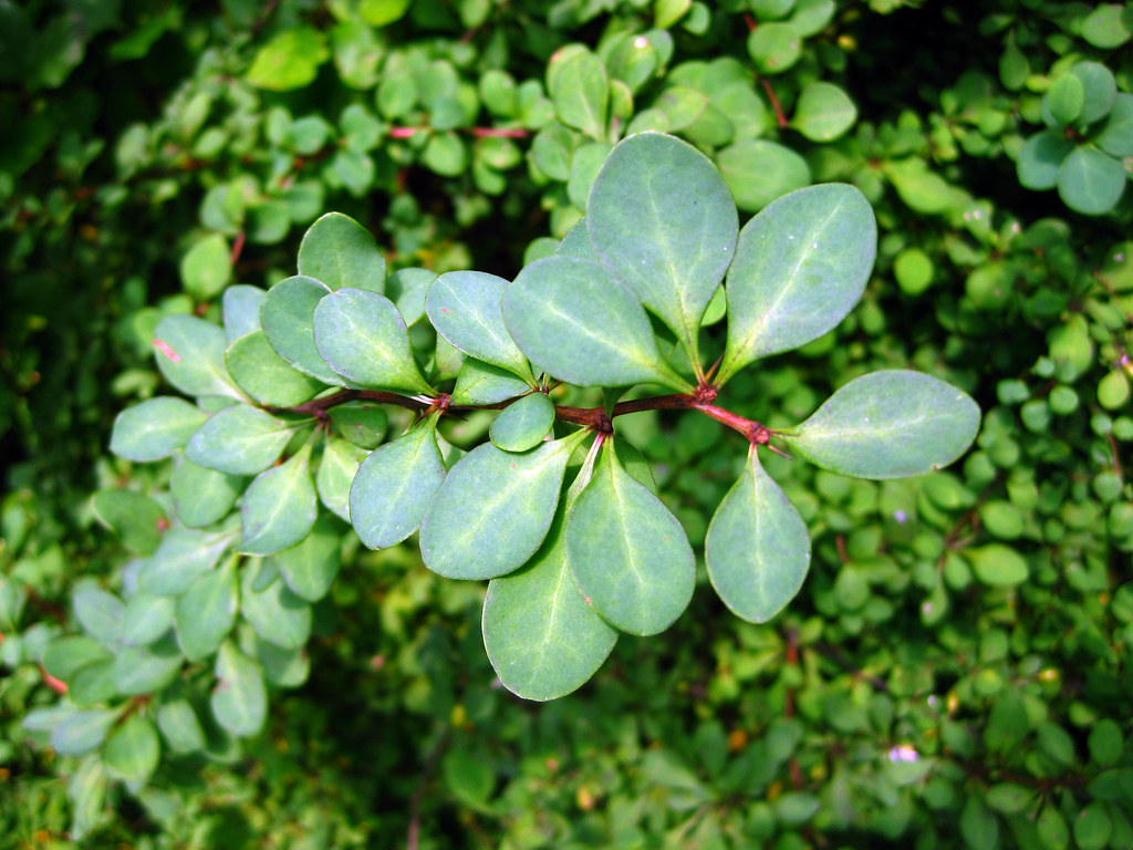 Berberis thunbergii - Japanese Barberry leaves | An invasive… | Flickr
