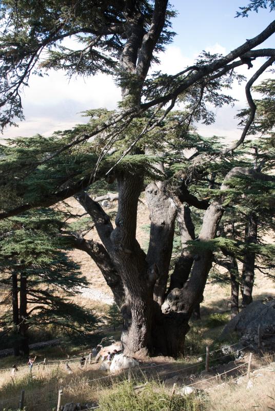 Oldest and Largest Cedar, Lebanon