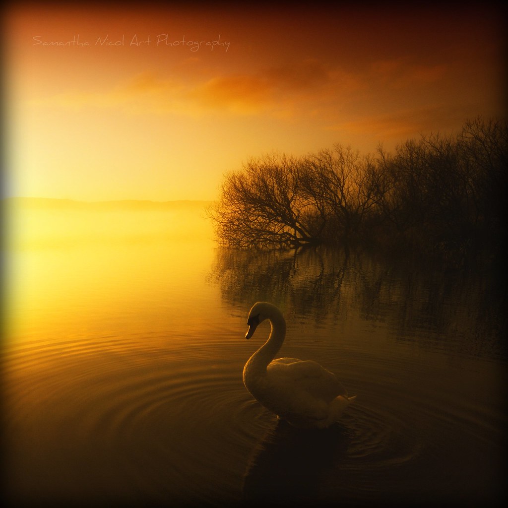On Golden Pond... by Samantha Nicol Art Photography