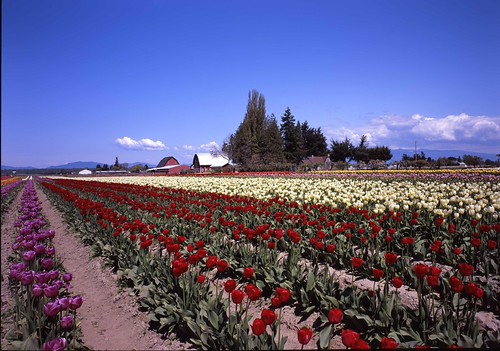Tulip Town 2009 | by lanky_lx5