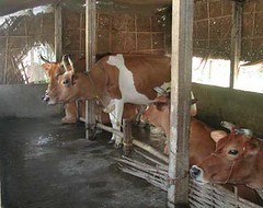 Oct/2007 - Dairy cattle in India (photo credit: ILRI).