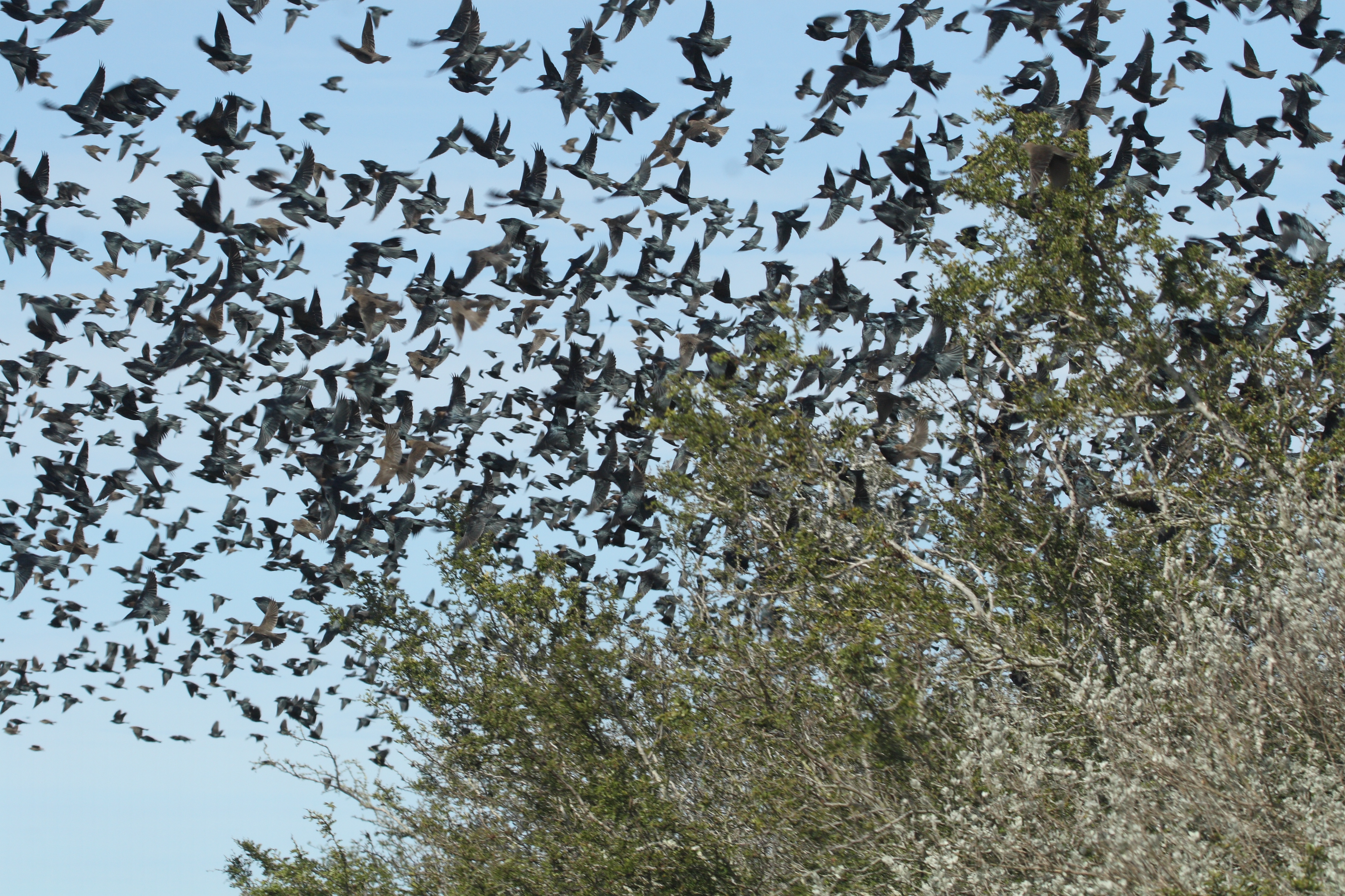 Too many cowbirds